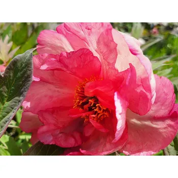 Sazenice Pivoňka dřevitá 'Hesperus'