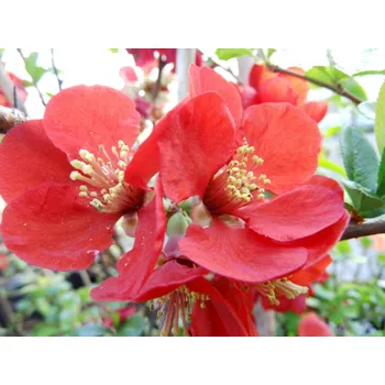 Sazenice Kdoulovec nádherný 'Fire Dance' Balení: kontejner p9