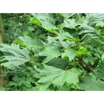 Sazenice Javor mléč 'Cucullatum'