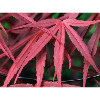 Sazenice Javor dlanitolistý 'Beni-Otake'