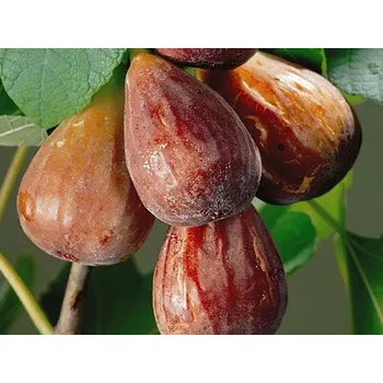 Sazenice Fíkovník smokvoň 'Brown Turkey' kontejner C285