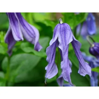 Sazenice Plamének 'Little Artist'