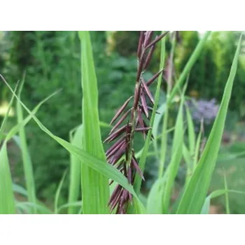 Sazenice Strdivka vysoká 'Atropurpurea' - Melica altissima 'Atropurpurea' Balení: kontejner C2