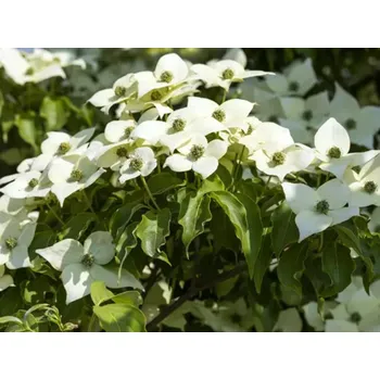 Sazenice Dřín japonský 'White Dream' Balení: kontejner C5, Tvar: výška 30-40 cm