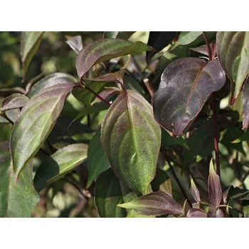 Sazenice Dřín japonský 'Cappuccino' Balení: kontejner C5, Tvar: výška 40-60cm