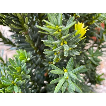 Sazenice Tis prostřední 'Hillii' Balení: kontejner p9