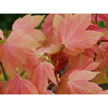 Sazenice Javor klen 'Brilliantissimum' Balení: bal/airpot/kontejner, Tvar: obvod kmene 12/14