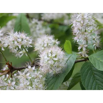 Sazenice Střemcha Macckova 'Amber Beauty' Balení: bal/kontejner, Tvar: vysokokmen, OK 20/25