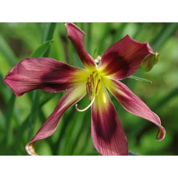Sazenice Denivka 'Chokecherry Mountain' - Hemerocallis 'Chokecherry Mountain'