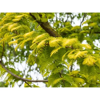 Sazenice Metasekvoj čínská 'Goldrush' Balení: kontejner C7,5, Tvar: výška 100-120 cm