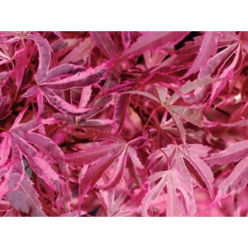 Sazenice Javor dlanitolistý 'Shirazz' Balení: kontejner C15, Tvar: roubováno na kmínku, výška 100-120 cm