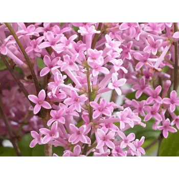 Sazenice Šeřík Meyerův 'Flowerfesta' Pink PBR Balení: kontejner p9