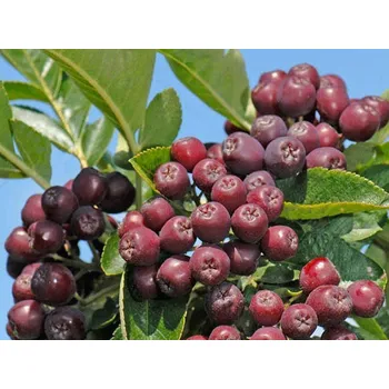 Sazenice Jeřáb 'Burka'- kontejner Balení: kontejner p9