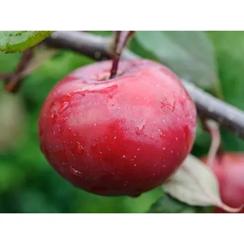 Sazenice Jabloň 'Paula Red' Balení: bal/kontejner, Tvar: výška 250-300 cm, OK 30/35