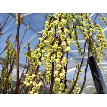 Sazenice Ocasatec čínský 'Celina' Balení: kontejner C15, Tvar: výška 120-140cm