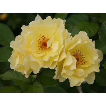 Sazenice Růže 'Goldspatz®' Balení: kontejner C2