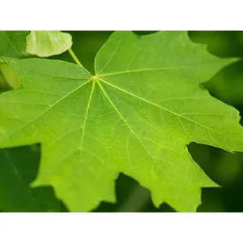 Sazenice Javor mléč 'Emerald Queen'