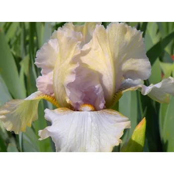 Sazenice Kosatec německý 'Amakiki' - Iris germanica 'Amakiki' Balení: kontejner C2