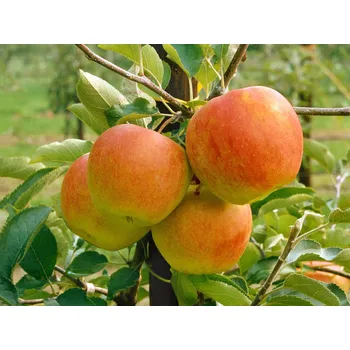 Sazenice Jabloň sloupovitá Pomforyou 'Lancelot'- kontejner Balení: kontejner C5, Podnož: MM111