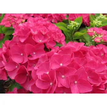 Sazenice Hortenzie velkolistá Rebellion® 'Dark Pink Love' Balení: kontejner p12