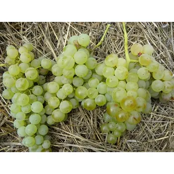 Sazenice Réva vinná 'Zibibbo' Balení: kontejner C2