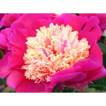 Sazenice Pivoňka čínská 'Johnny' - Paeonia lactiflora 'Johnny' Balení: kontejner C2