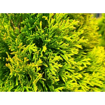 Sazenice Zerav západní 'Golden Smaragd' Balení: kontejner p9