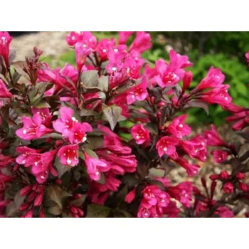 Sazenice Vajgélie květnatá 'Verweig 3' PBR Minor Black Balení: kontejner p9