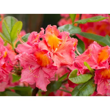 Sazenice Azalka 'Sarina' Balení: kontejner C2