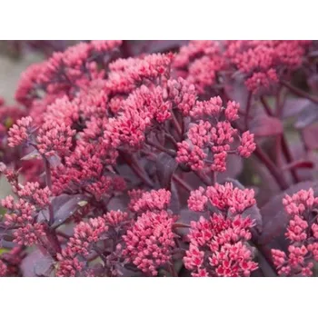 Sazenice Rozchodník velký 'Seduction Cherry Chocolate' - Sedum telephium 'Seduction Cherry Chocolate' Balení: kontejner p12