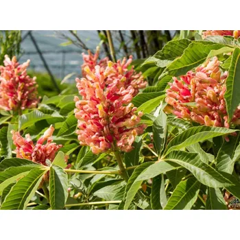 Sazenice Jírovec pávie 'Rosea Nana' Balení: kontejner C60, Tvar: roubováno na kmínku, výška 80-100 cm