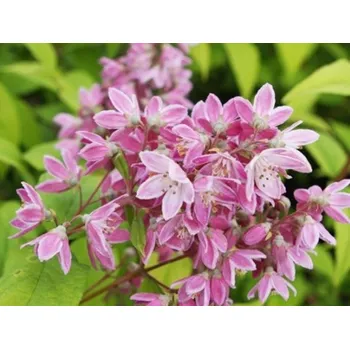 Sazenice Trojpuk 'Strawberry Fields' Balení: kontejner p9