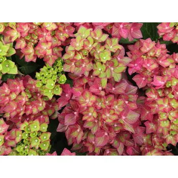 Sazenice Hortenzie velkolistá Rebellion® 'Red Love' Balení: kontejner p12