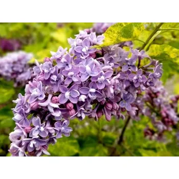 Sazenice Šeřík obecný 'Aucubaefolia' Balení: kontejner p9