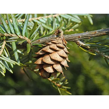 Sazenice Jedlovec kanadský kontejner, výška 200-250cm