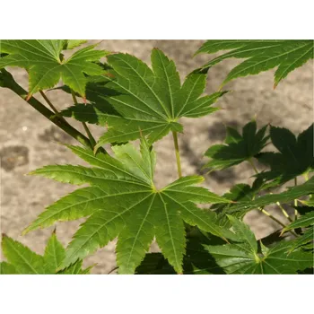 Sazenice Javor dlanitolistý 'Red Wing' Balení: kontejner C3