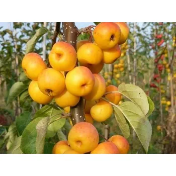 Sazenice Jabloň okrasná 'Butterball' Balení: bal/kontejner, Tvar: OK 14/16