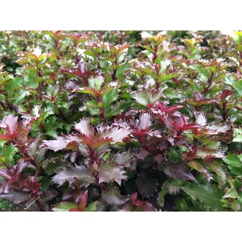 Sazenice Cesmína modrá 'Little Rascal' Balení: kontejner C2