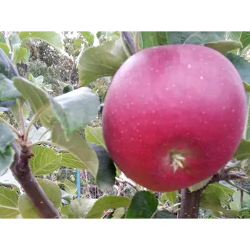 Sazenice Jabloň 'Lord Lambourne Red' - kontejner Balení: kontejner C30, Podnož: semenáč, Tvar a výška: vysokokmen, OK 10/12