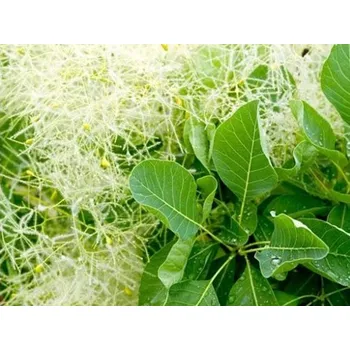 Sazenice Ruj vlasatá 'Kanari' Balení: kontejner C3