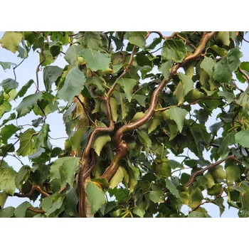 Sazenice Bříza bělokorá 'Spider Alley' Balení: kontejner p14