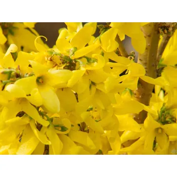 Sazenice Zlatice prostřední Mikador 'Minfor6' Balení: kontejner p9