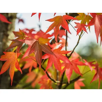 Sazenice Ambroň západní 'Oakville Highlight' kontejner C10, výška 80-100cm