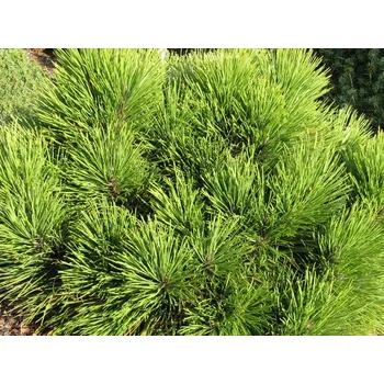 Sazenice Borovice červená 'KBN Dwarf' Balení: kontejner C5