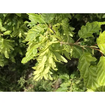 Sazenice Habr obecný 'Quercifolia' Balení: kontejner C5, Tvar: výška 80-100 cm