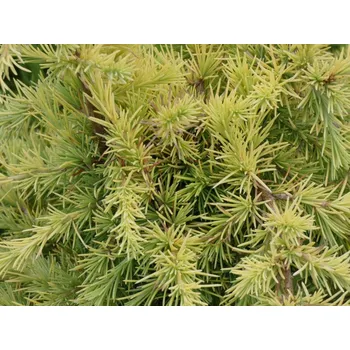 Sazenice Cedr himalájský 'Lime Glow'