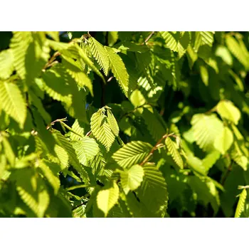 Sazenice Habr obecný 'Frans Fontaine' Balení: bal nebo kontejner, Tvar: výška 250-300cm, OK 6/8