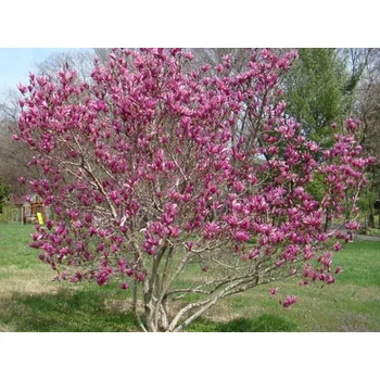 Sazenice Magnolie 'Susan' Balení: kontejner C750, Tvar: keř