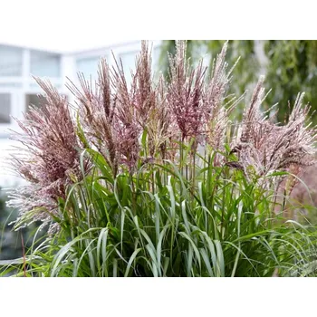 Sazenice Ozdobnice čínská 'Volcano' PBR - Miscanthus sinensis 'Volcano' PBR Balení: kontejner p12
