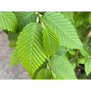 Sazenice Habr obecný 'Lucas' Balení: kontejner C31, Tvar: výška 250-350 cm